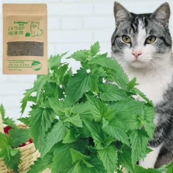 1pcs Organinės Gamtos Premium Katžolių Galvijų Žolės Mentolio Skonio Augintinio Sveiką, Saugią Valgomieji Gydant Funny Cat Žaislai Kačių Reikmenys