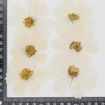 120pcs 4-10cm Presuotų Džiovintų Kosmosas Gėlių, Augalų Herbariumas Papuošalai Atvirukas Kvietimas, Kortelė, Telefono dėklas Priėmimo Žyma 