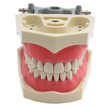 32pcs Dantų ADC Akredituotos Modelis Dantų Dantų Modelio Dantų Mokymo Modelį Demonstravimo Danties Modelis