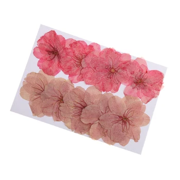 10vnt Paspaudus Nekilnojamojo Gėlių Sakura Džiovintų Vyšnių Žiedų Telefono Atveju Dekoras