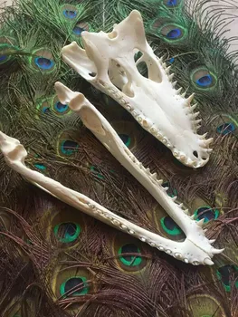 1PCS nekilnojamojo kaukolė gyvūnų bandinio ilgis 15 cm-42cm dovanos amatų, dekoratyviniai papuošalai, Helovinas prekes