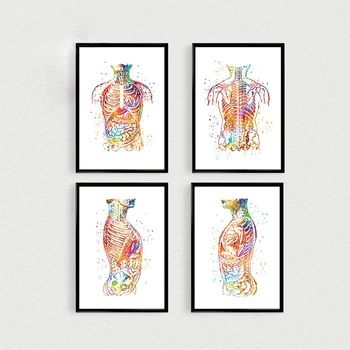 Anatomija Meno Žmogaus Kūno Pilvo Sienos Meno Tapybos Drobės Šiaurės Klinikinės Medicinos Plakatas ir Spausdinimo Sienos Nuotraukas, Gydytojo Tarnyba