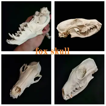 Taxidermy nekilnojamojo Muskrat kaukolė,Nutrijos kaukolė,Lapės kaukolė,Stručių Kaukolė ,Mink kaukolė, gyvūnų Kaukolės pavyzdys Švietimo Kolekcionuojamų